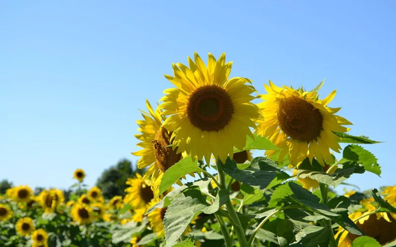 Visit These Sunflower Fields in Minnesota