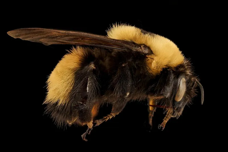New 'Beefy' Large Bumblebees Spotted For First Time In Wisconsin