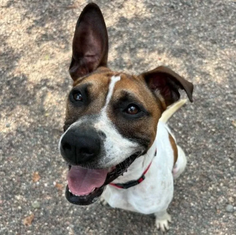 Apollo Loves to Run & be Read to & He Needs a Forever Home