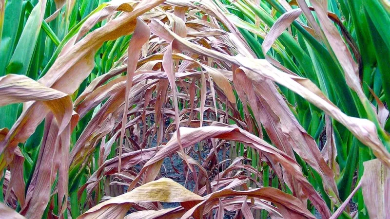 Corn and beans need more water - and fast