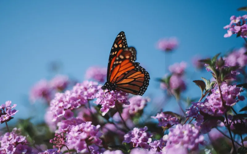 Minnesota's Monarch Butterflies Migration To Mexico Underway