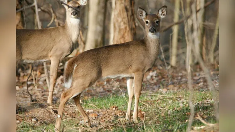 21-Year-Old Driver Injured After Hitting Deer Near Winona