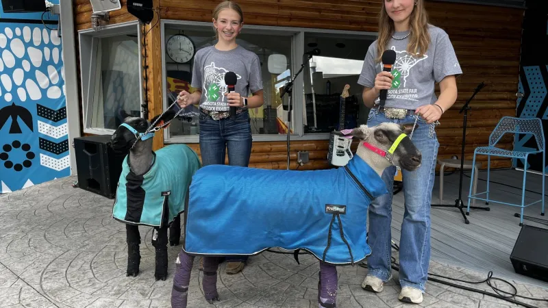 How a first-time 4-H state fair exhibitor prepares her lamb for the competition