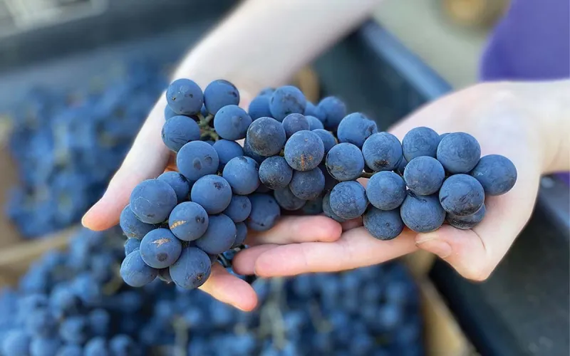 Ripe for the Picking