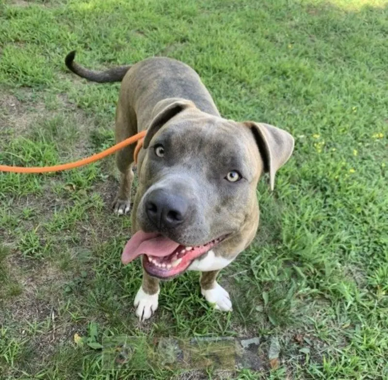 Meet Chunky Ziggy & Pre-Registration for Woofstock is Ending Soon