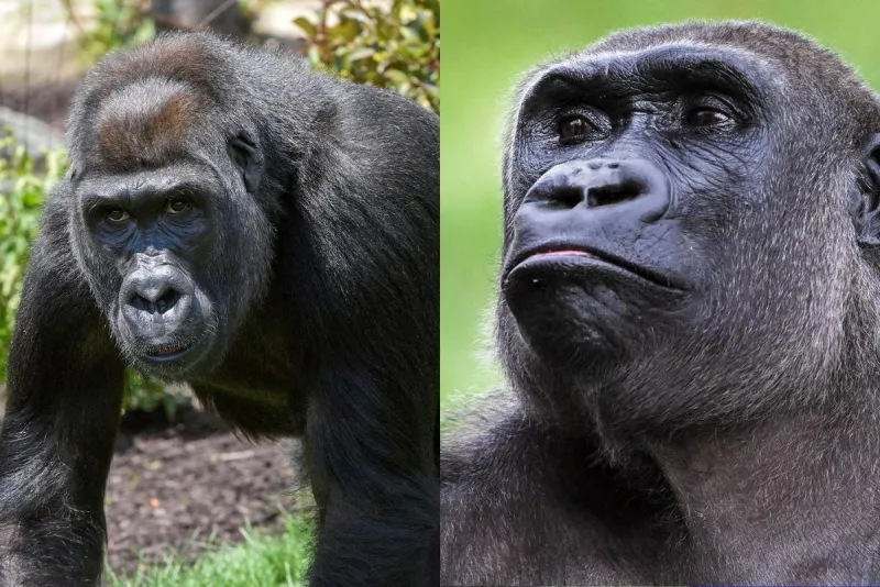 Como Zoo Welcomes Two Western Lowland Gorillas