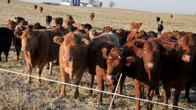 How are Minnesota ranchers reacting to Trump's plan to import beef?