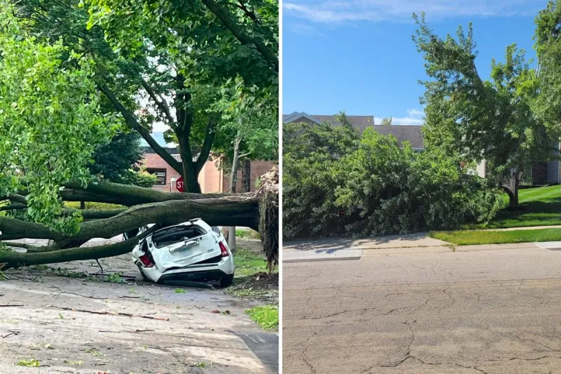 Who is Responsible for Clearing Tree Damage After a Storm?