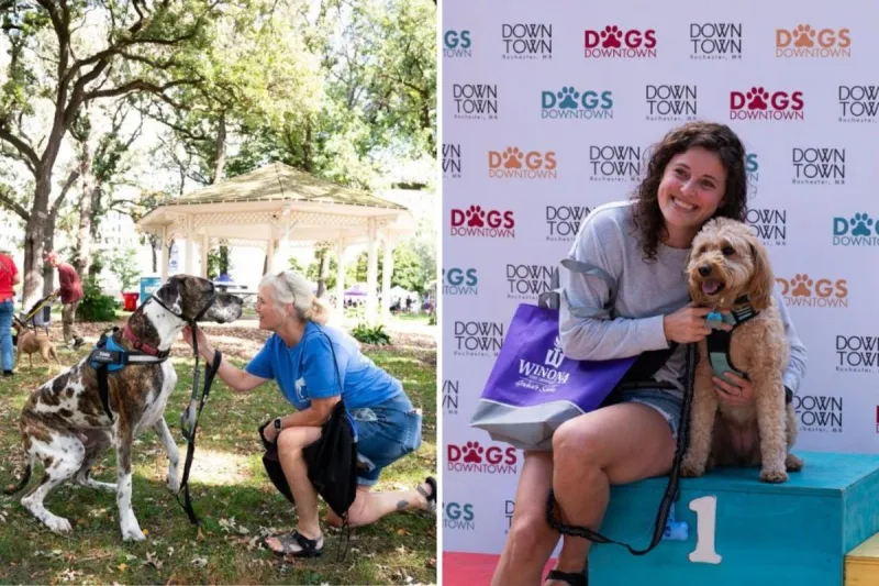 Rochester's Dogs Downtown: Everything You Need to Know