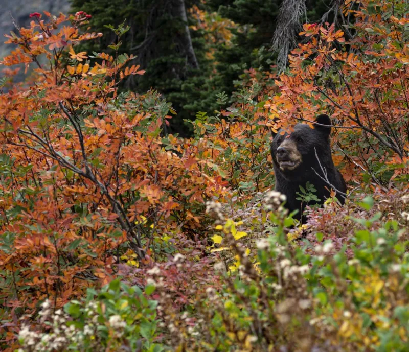 These Surprising Statistic Shows Just How Tough Life Is For Minnesota Bears