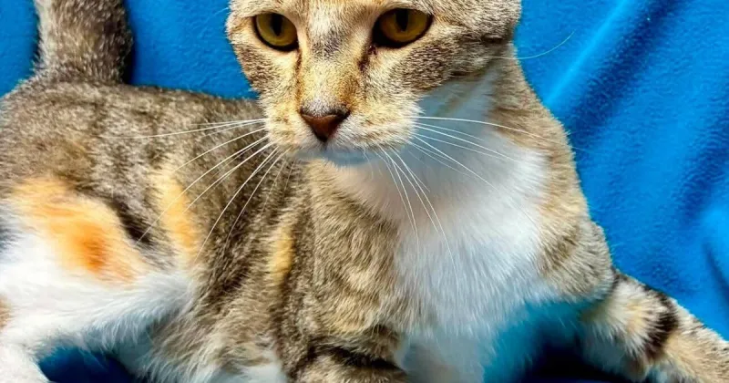 LAHS has Macaroon as our Pet of the Week this week
