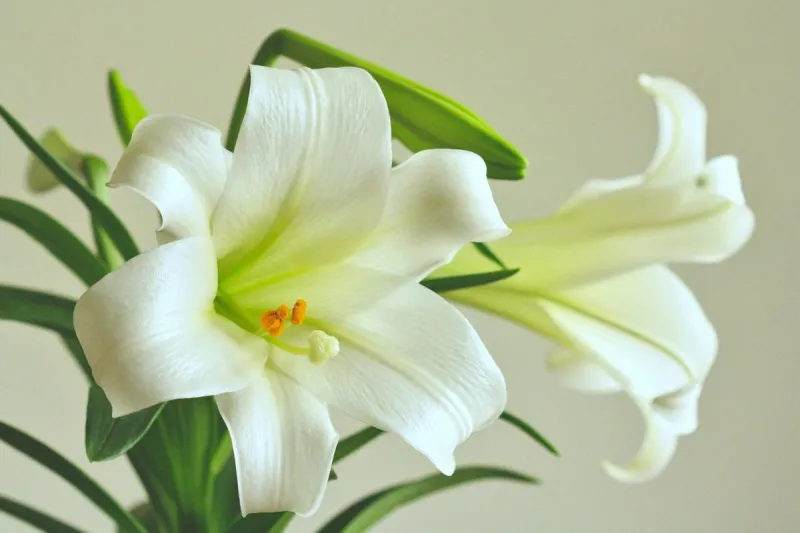 Obituary For Carl Blanz -- 64