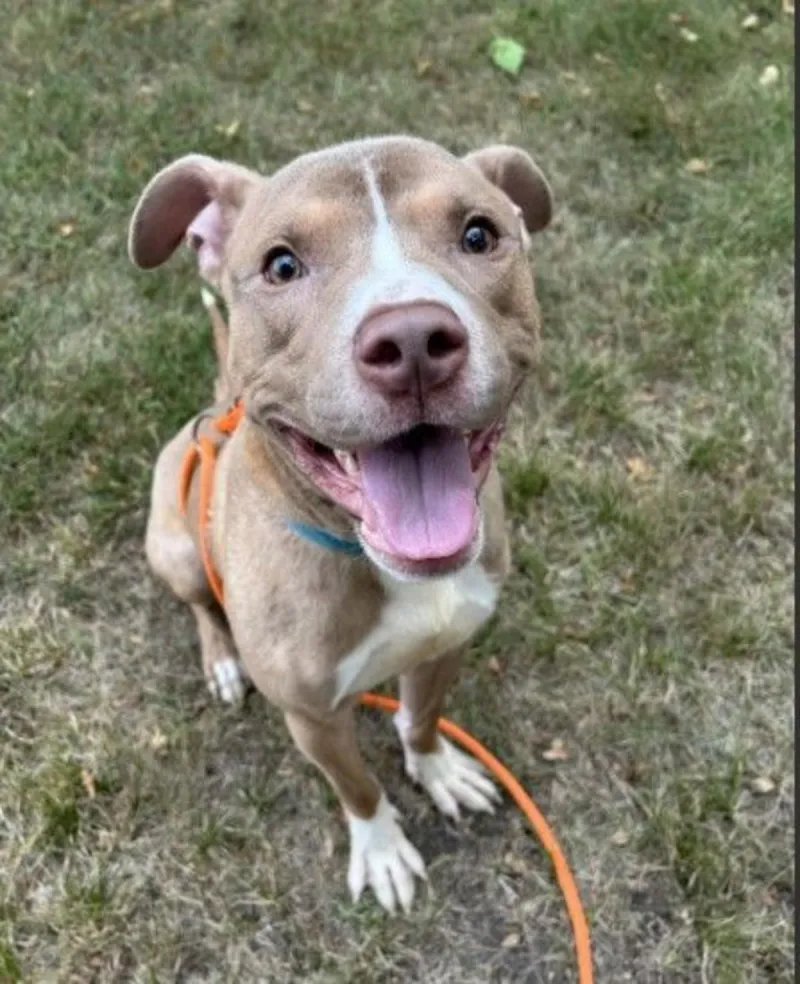 Rocky Might Be the Happiest Dog You Have Ever Seen