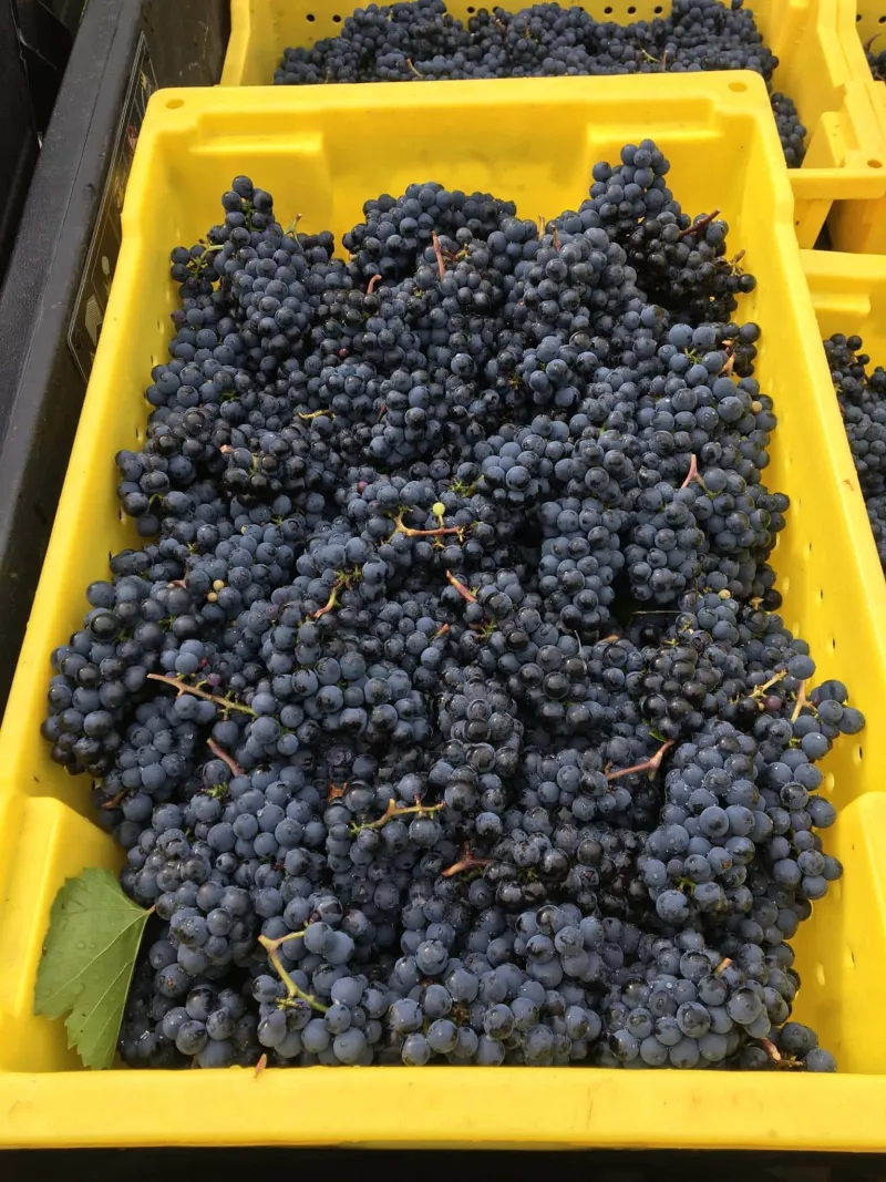 Grape Stomp Festival at Saint Croix Vineyards