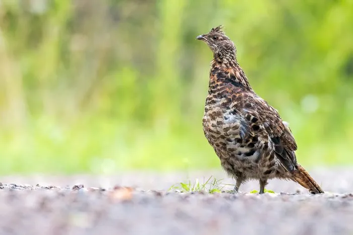 Grouse, woodcock, and archery deer seasons open Sept. 19 across northern Minnesota