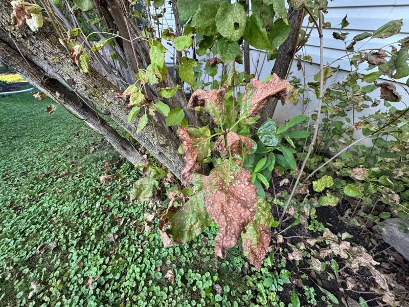 Minnesota Lilacs Are Turning Brown Again-Here's Why