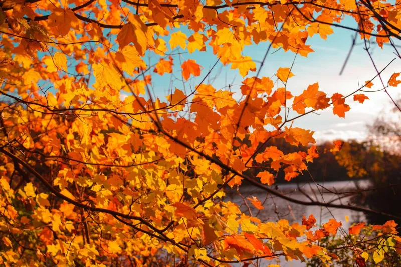 Why Minnesota's Fall Colors Could Arrive Earlier This Year
