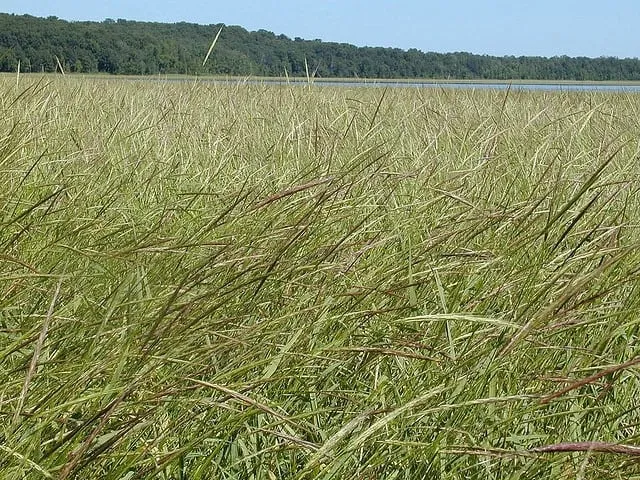 Wild Rice Festival