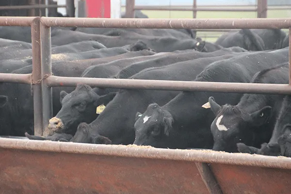 Over 2,600 served at Breakfast on the Farm in rural Villard (VIDEO)