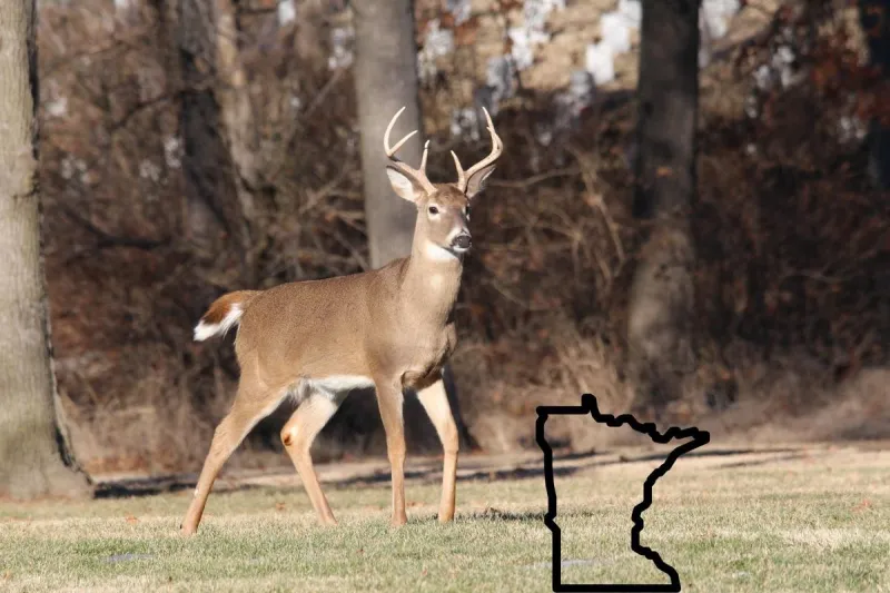 Major Minnesota Deer Hunting Changes For 2026
