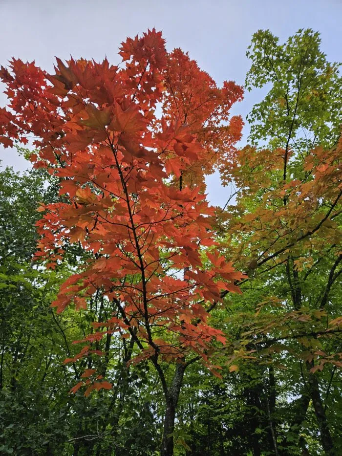 First signs of fall appearing along North Shore