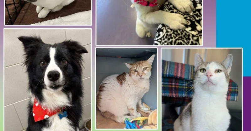 Rosie and Dubai -- Pets of the Week