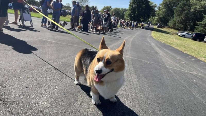 Andover hosts fifth annual corgi meet-up