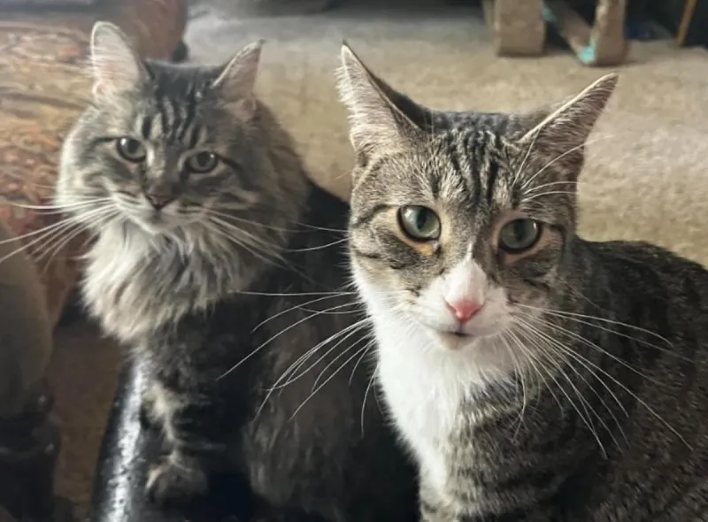 Tri County Humane Society Slashes Adoption Prices TODAY!