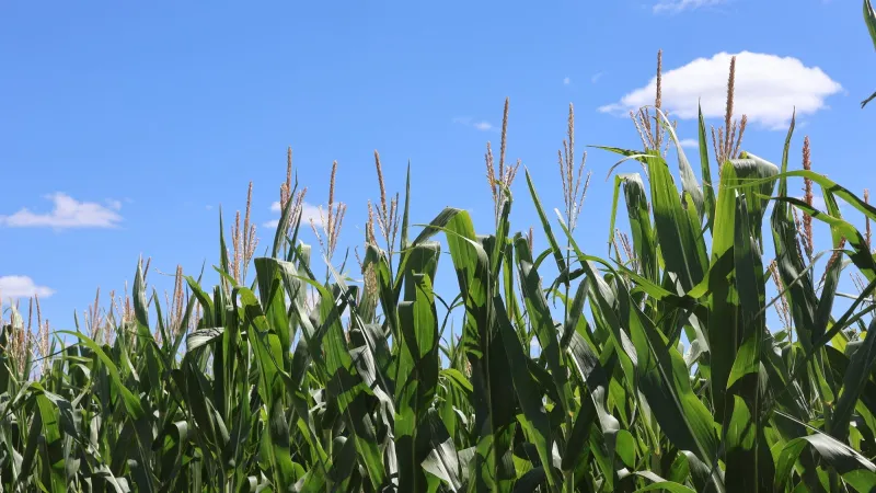 Crop values spike, but diesel costs could limit profit