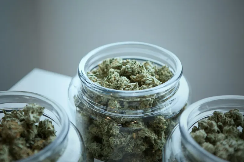 Large Study Of Medicinal Marijuana Shows Cancer Patient Benefits