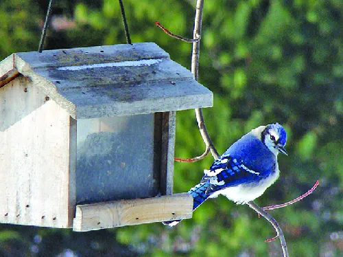 Attract Winged Friends With These Bird Feeders
