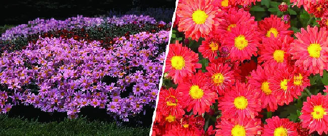 Hardy Mums for Minnesota Gardens: Color That Returns Every Fall