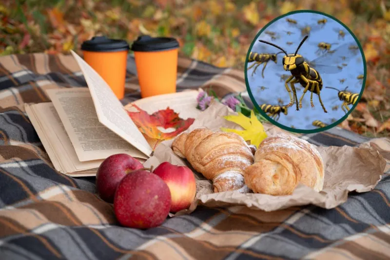 Why Minnesota's Wasps Seem to Be Everywhere This Fall