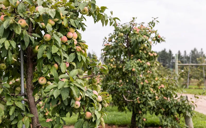 Editors' Picks of the Best Apple Orchards in the Twin Cities