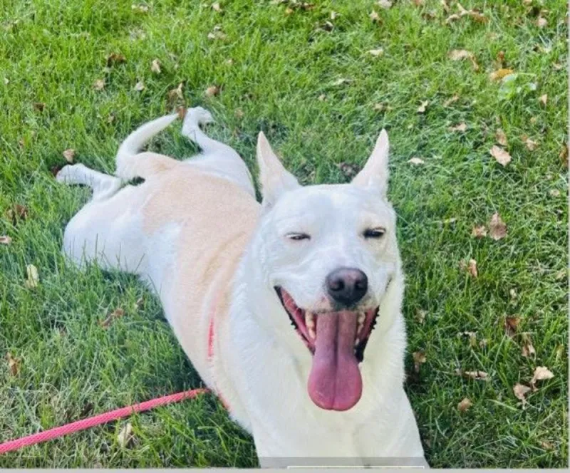 Meet Friendly Kieba - Maybe You Have His Forever Home