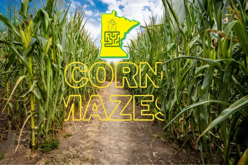 Get Lost: 8 Must-Visit Corn Mazes in Minnesota