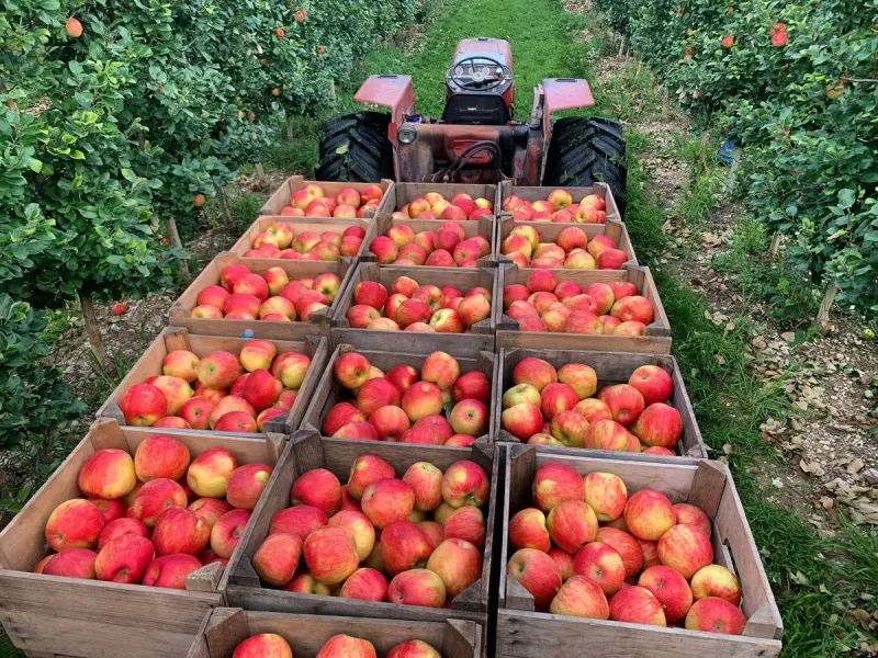 The Honeycrisp Apple Has a Pretty Incredible Minnesota Story