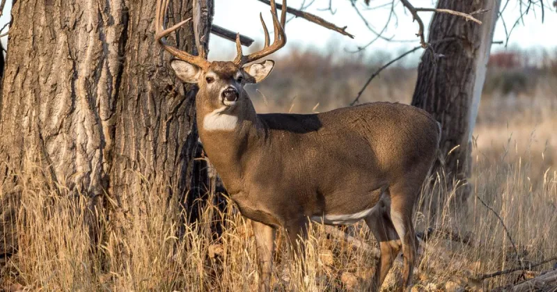 MN archery deer season opens this weekend, DNR asks hunters to log wildlife sightings