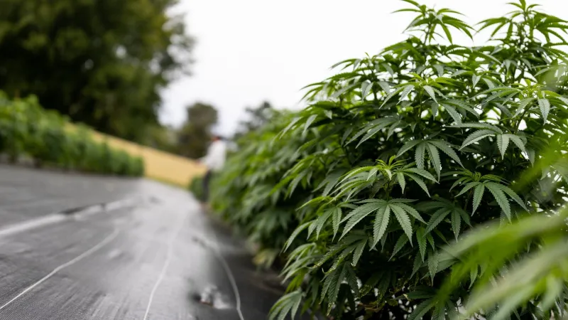 Production set to jump in Year 2 of MN legal cannabis