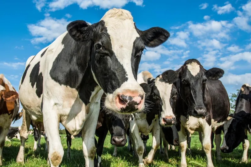 Southern MN Cow Test Positive For Rabies-9 People Being Treated