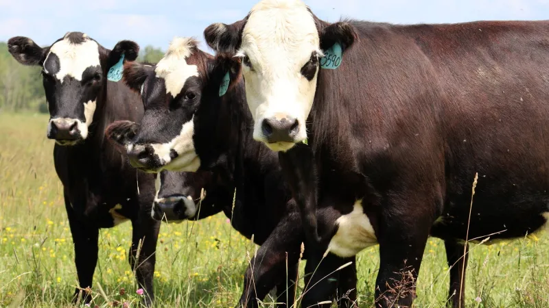 Brown County cow tests positive for rabies