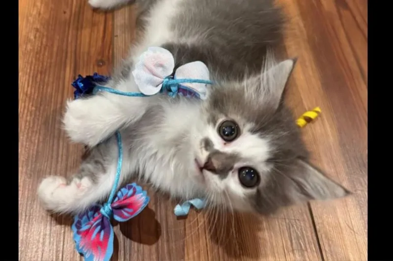 Stolen Kitten Returned Safely To Central Minnesota Shelter