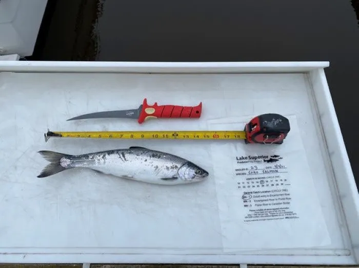 What fish eat can reveal changes in Lake Superior's food web