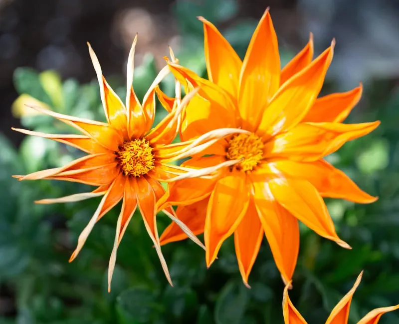 Como Fall Flower Show