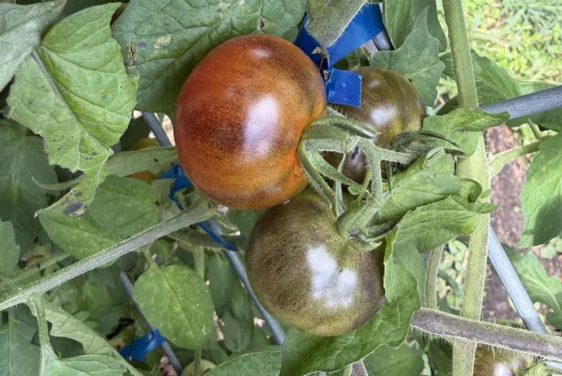 New Tomato Variety Shows Promise In St. Cloud State Garden Experiments