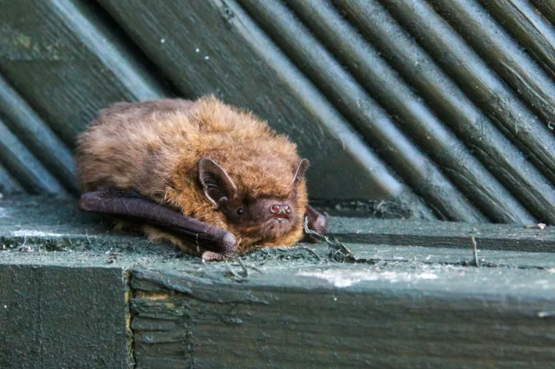 Minnesota Officials Now Looking For Woman Who Handled Rabid Bat