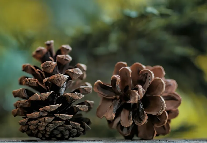 Minnesotans Could Get Paid for Picking Up Pine Cones This Fall