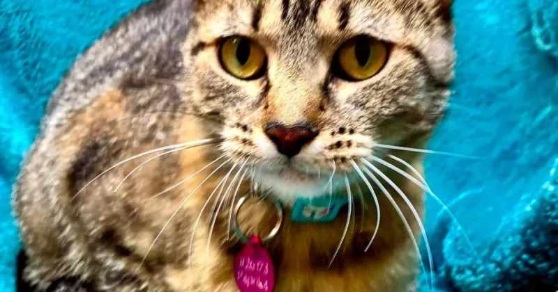 LAHS has the "beautiful girl" Paprika up for adoption with our Pet of the Week