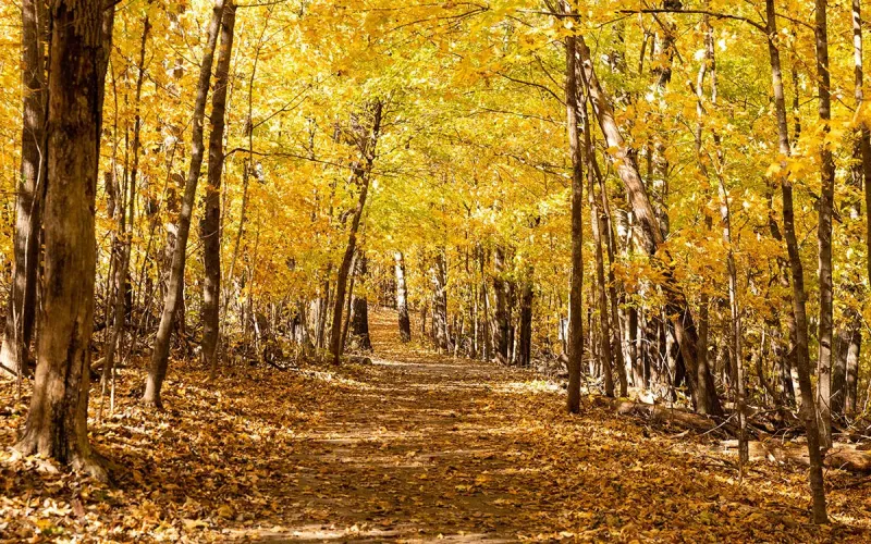 A Guide to Fall Events Around Minnesota