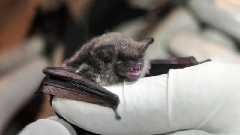 Bat found in downtown Minneapolis tests positive for rabies